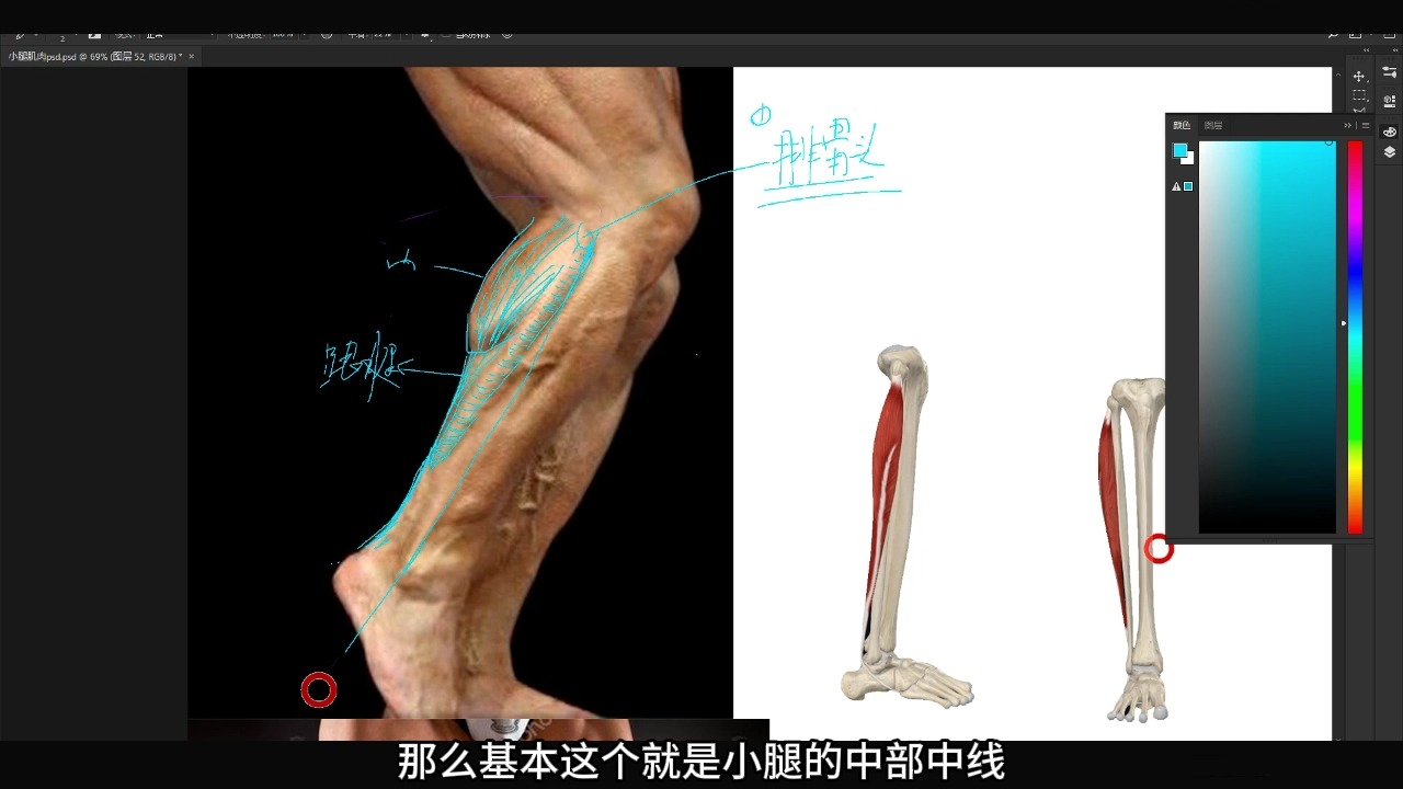 【干货】腓肠肌、比目鱼肌——小腿结构分享，别错过！