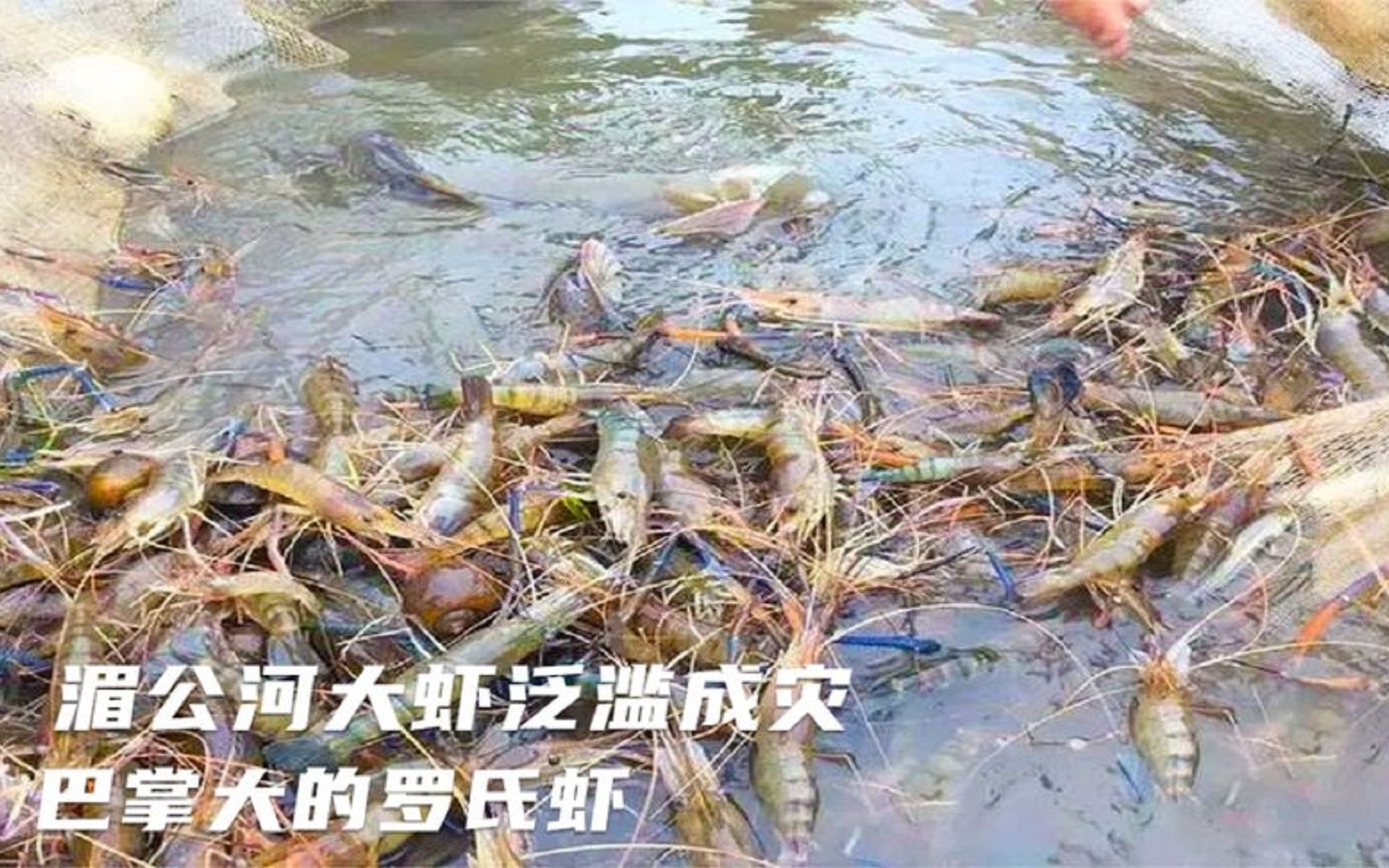 湄公河大虾泛滥成灾，巴掌大的罗氏虾，为何吓得中国吃货直摇头？