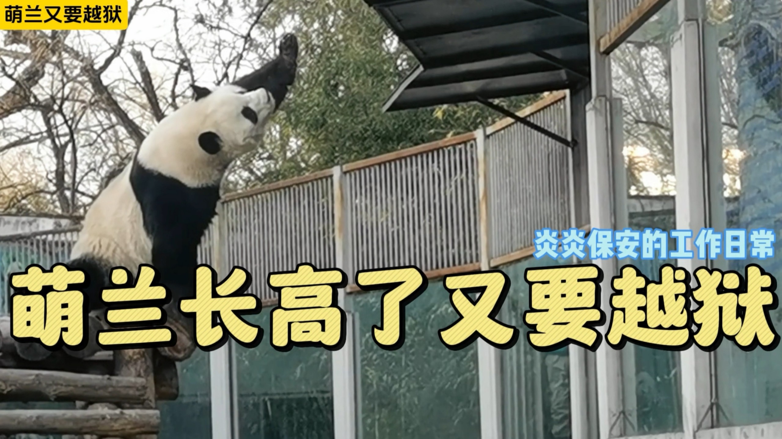 萌兰长高了又要越狱