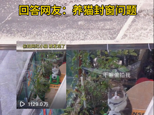 养猫人的必修课：一定要封窗！！