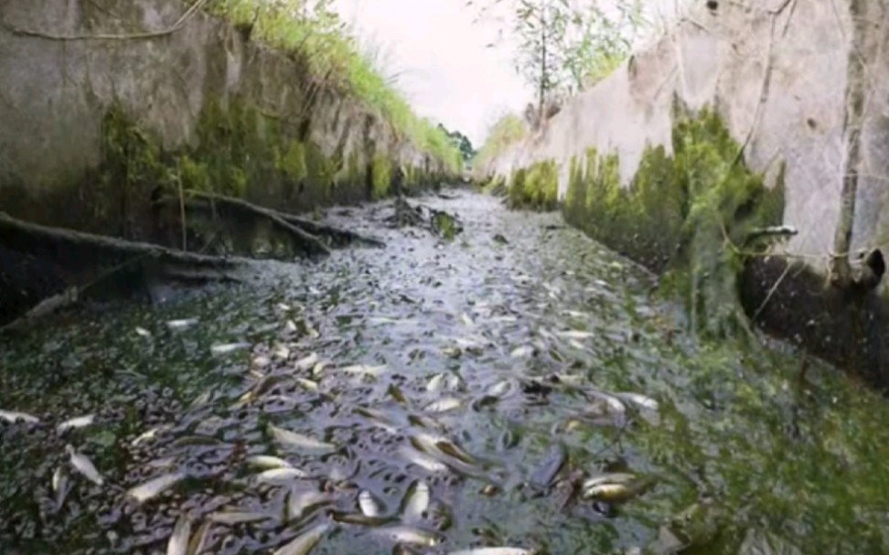 【日本野生青鳉】原生环境青鳉大量繁殖后突如其来的缺水！大量青鳉死亡！