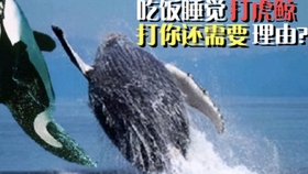 虎鲸大战座头鲸 164ac9c2e3286df33ec24e4a9309d4d47206d02b.jpg@280w_158h_1c_100q.jpg
