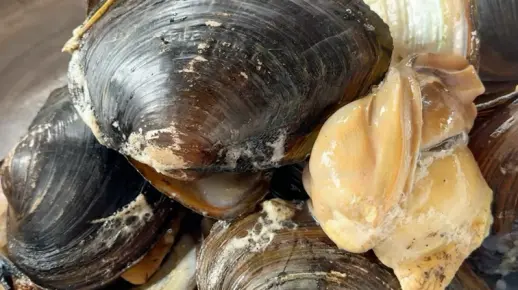 河蚌你们吃过吗