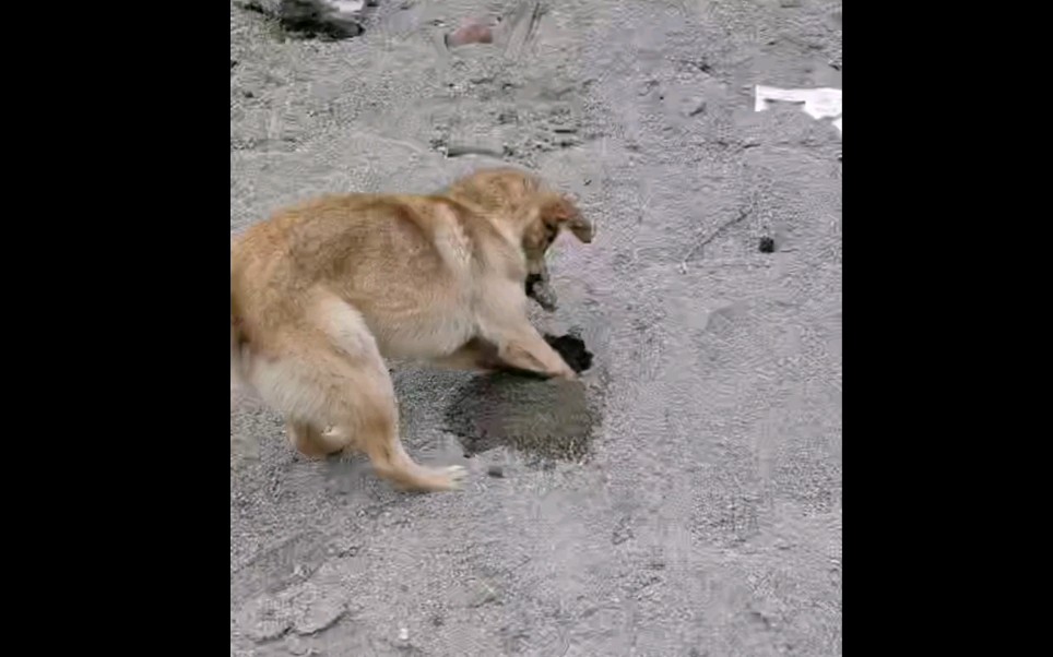 会藏食的狗狗太可爱了吧哈哈哈，就是不知道后面它还能不能找得到