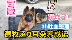 立耳教程 1654885dc0484d586b79c18c46027642db9248fe.jpg@280w_158h_1c_100q.jpg