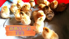 怎么养小鸡和小鸭 1656766f07859ea11c3c6ca87d0165f5813ea866.jpg@280w_158h_1c_100q.jpg