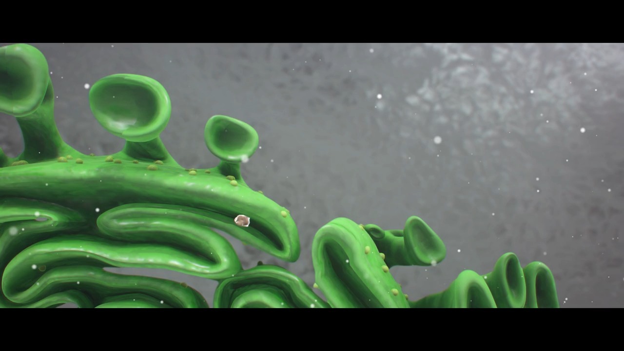 分泌蛋白合成运输分泌过程