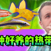 10种好养的热带鱼