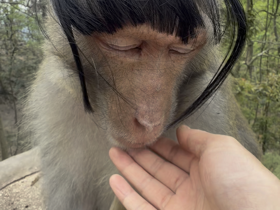 戴上假发猴子也变得眉清目秀了