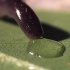 【精彩片段】钩盲蛇喝露水！有趣的小型蛇类！