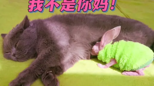 我不是你妈！我是公的！没奶！！！