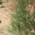 新疆的红柳，作为防风、固沙、改良盐碱地的重要造林树种。