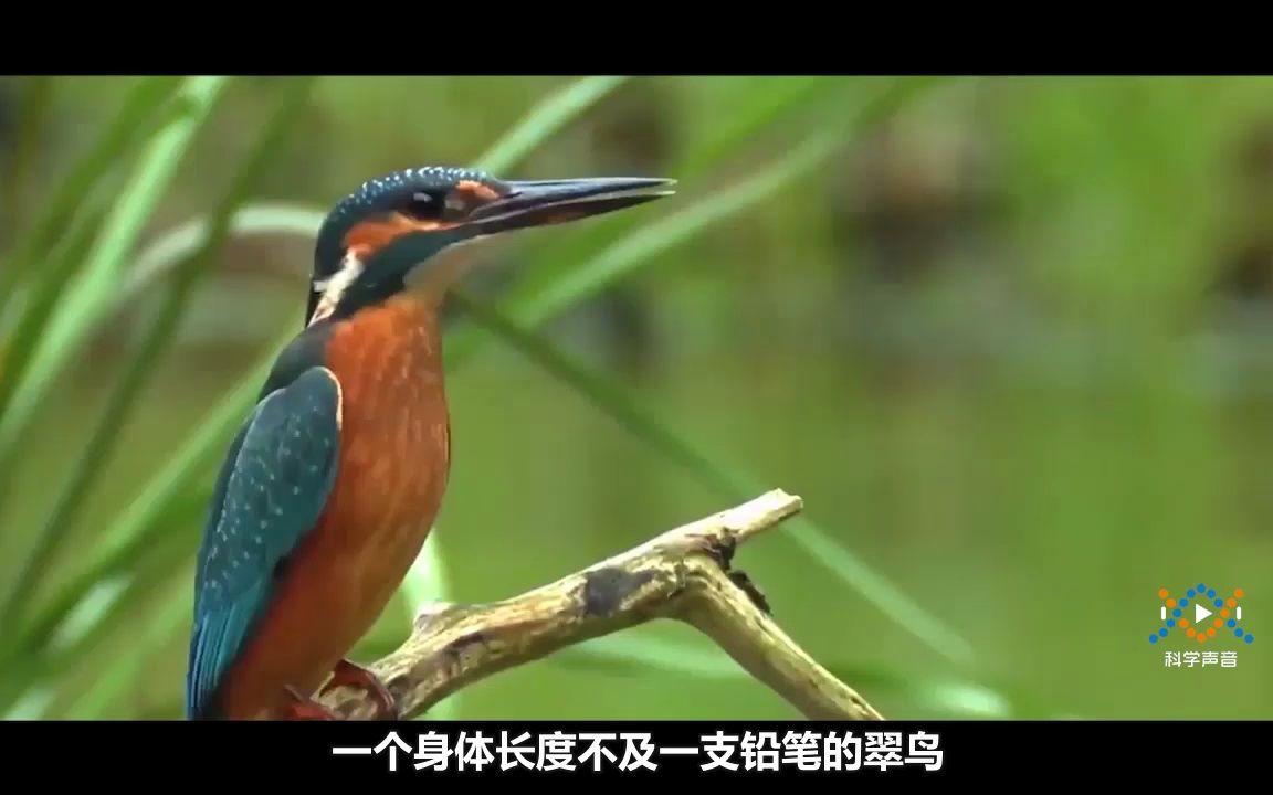 (02)教科版二上一单元1-1-1大自然中都有什么