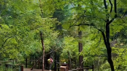 9月11日九寨沟原始森林步行栈道，剑岩悬泉、草海、天鹅海等风景。