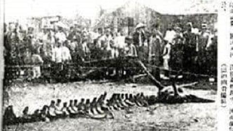 1934年营口坠龙事件,1934年营口坠龙事件报纸图片