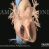 【3D医学动画】房颤的发生原因（中英双字幕）