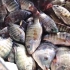 罗非鱼的养殖和捕捞