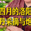 四月，是牡丹香人最为忙碌和幸福的时节