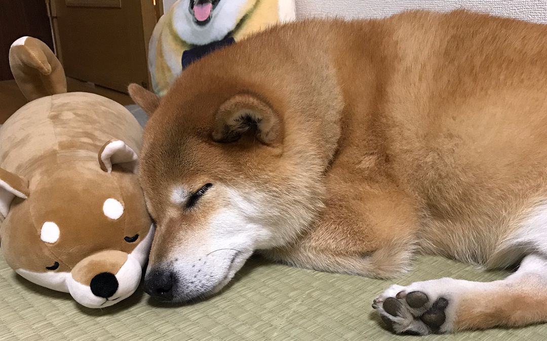 [柴犬maru的日常]今晚和柴犬君一起睡觉觉哦~zz