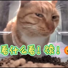 最近老是刷到这个听泉猫的鉴宝视频，笑死我了哈哈哈