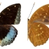 【教学】如何制作蝴蝶标本