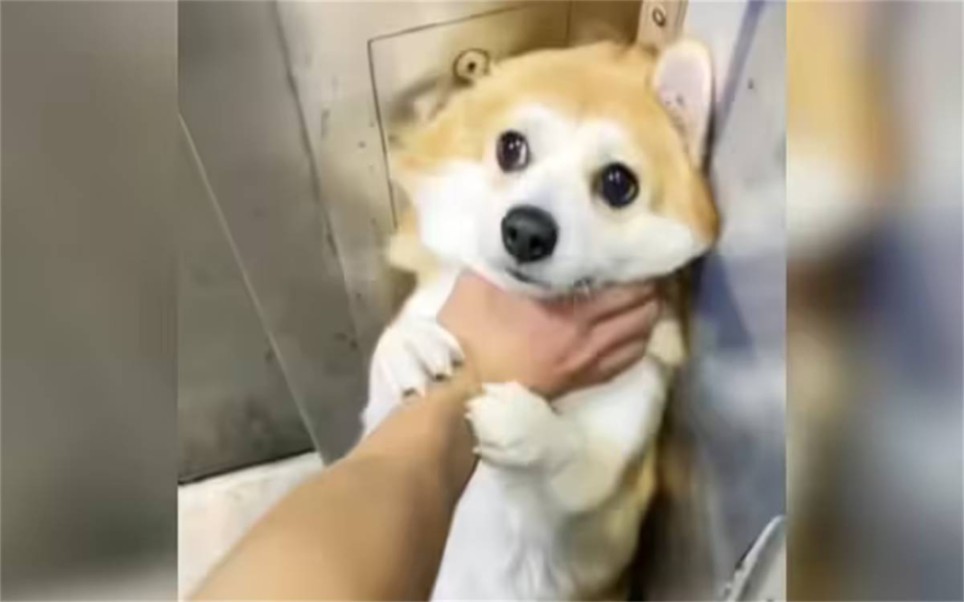 狗狗：你确定不给我玩吗……？