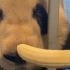 丹麦大熊猫试吃新食物之香蕉