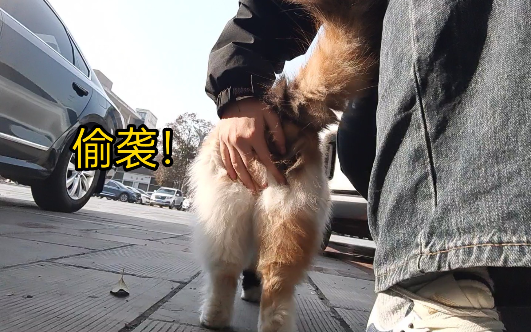 【河南师大】猫:被人类偷摸秋裤了！！？