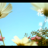 周杰伦：花海