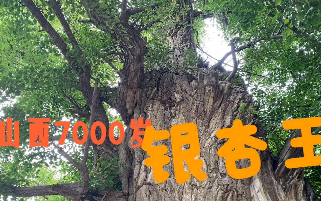 山西一座千年古寺，发现有一棵7000岁银杏树，这是山西最大的一棵银杏树