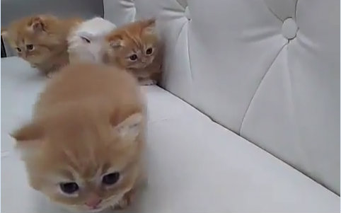 萌宠 小奶猫的叫声好软都要化了