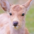 4K 超唯美！樱花季里2021年的奈良公园小鹿