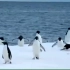 震凉!迸化的奇迹! ! !BBC全程記彖由于全球气候変化，南板企鵝竟然往熱帯雨林辻冬!BBC美注作者