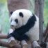 【大熊猫】超震撼--和花爬上超高树！全过程 。励志
