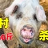 东北农村一年才有一次的杀猪
