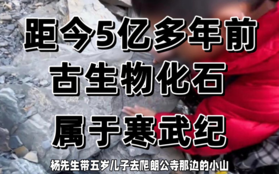 博物馆回应5岁男孩发现化石!竟是5亿年前古生物化石!哔哩哔哩bilibili