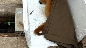 用什么可以防治黄鼠狼 1809e7d27a7eb93988f4d4d66f2a7e0417c3daa0.jpg@280w_158h_1c_100q.jpg