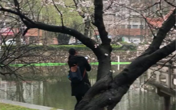武汉大学信息学部里面也有樱花，星湖亭附近。大家不要错过了