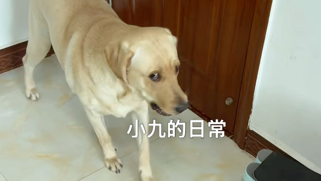 小九英国佬的日常