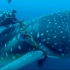 潜水员割开缠绕在鲸鲨身上的绳子