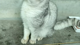 小猫的视频日常生活 1833f3c80e976f23a0a62a05196a904dd12e43fa.png@280w_158h_1c_100q.jpg