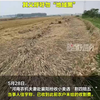 “割四赔五”最新进展！当事人已收到此前农户未给的收割费