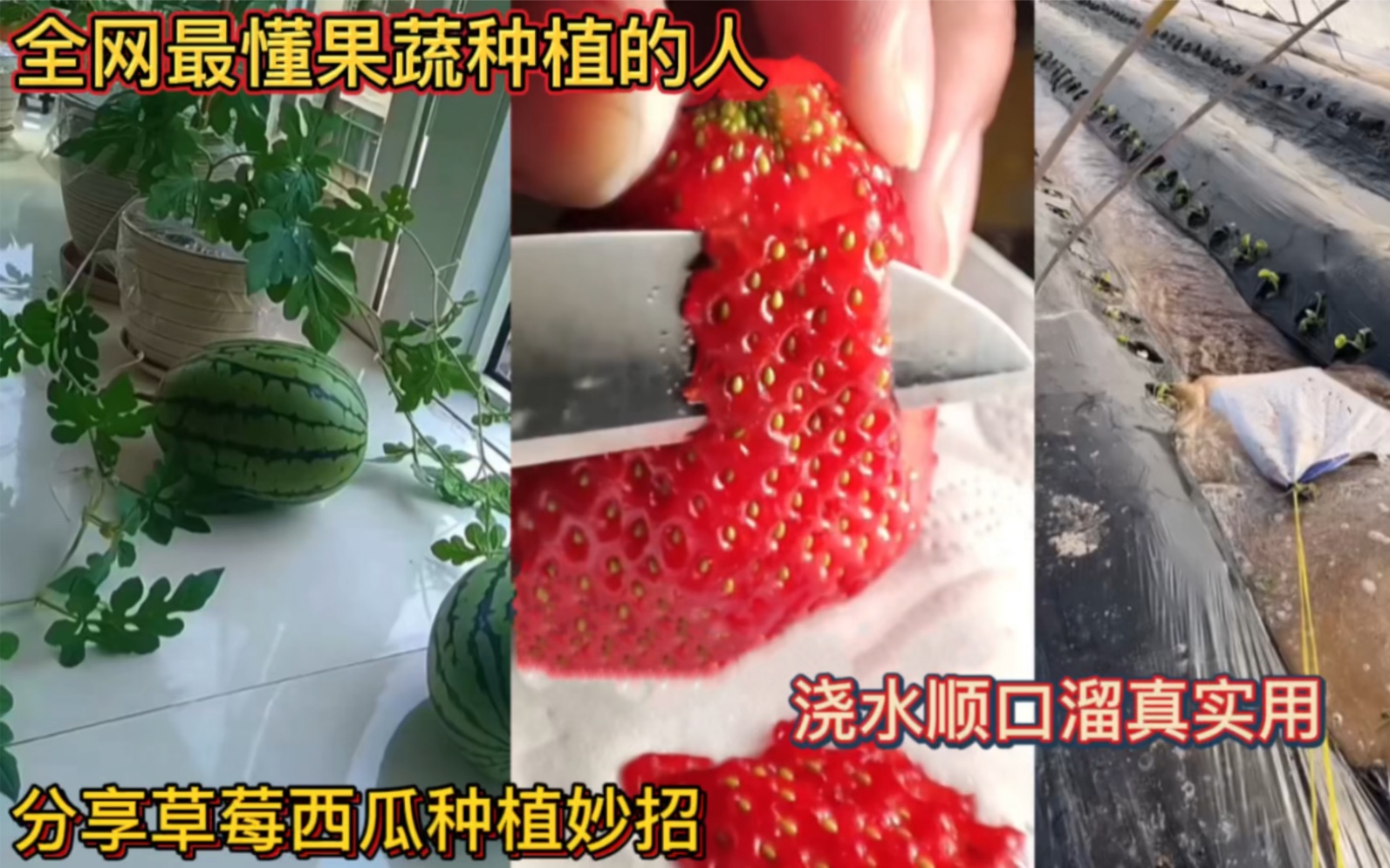 全网最懂果蔬种植的人！分享草莓西瓜种植妙招！浇水顺口溜真实用！