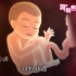 【妈妈宝典】28-40周胎儿发展动画