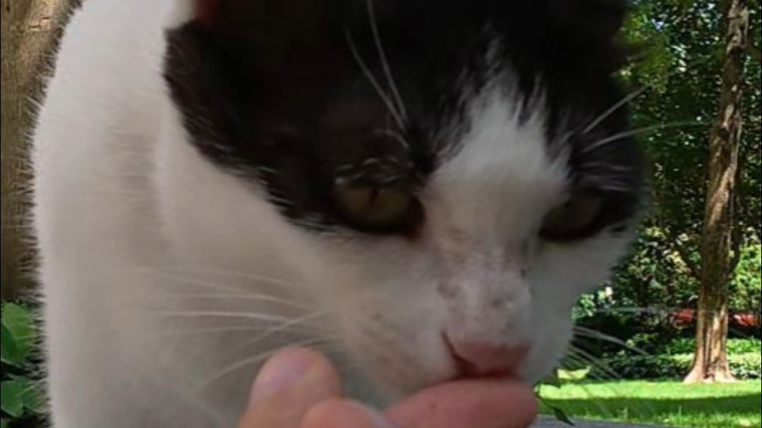 用猫薄荷泡水洗手，猫咪闻了会有什么反应？