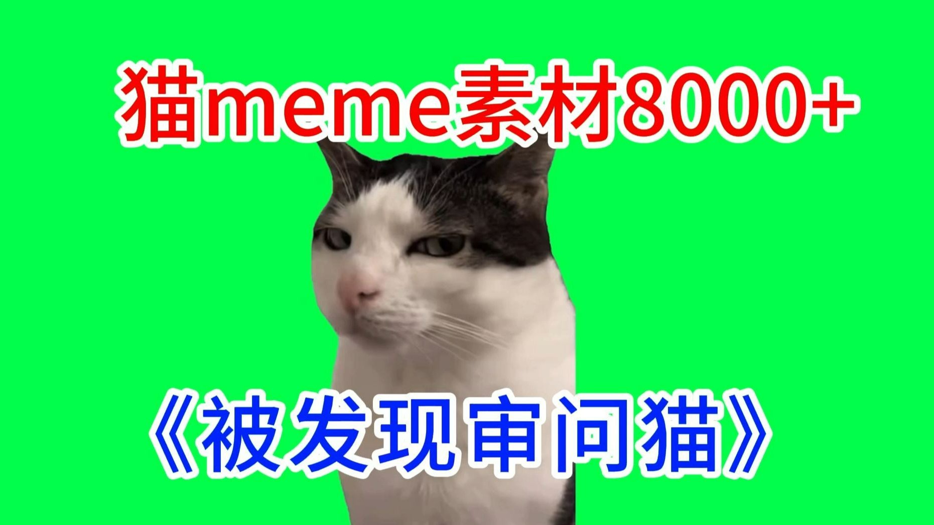 【被发现审问猫！】猫meme绿幕素材完整分享～，猫meme素材整合分享，合集分享！