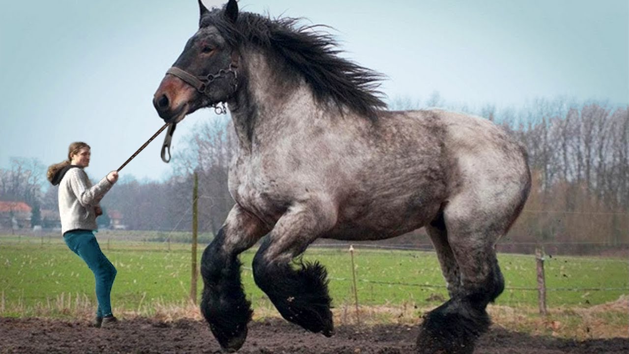 世界最大的马，高度2.4米体重1.2吨，一次拉货超5吨