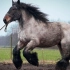 世界最大的马，高度2.4米体重1.2吨，一次拉货超5吨