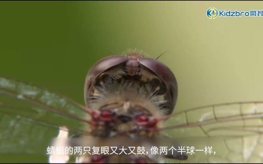 【开智宝科普5】蜻蜓的复眼，360°无死角