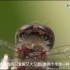 【开智宝科普5】蜻蜓的复眼，360°无死角